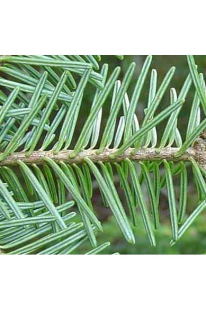 Хвоя Ялиці бальзамічної