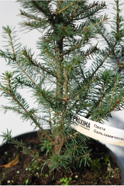 Abies balsamea