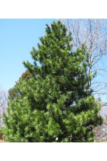 Pinus koraiensis для ландшафтного дизайну
