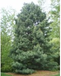 Сосна кедровая корейская | Pinus koraiensis