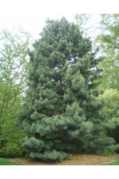 Декоративна сосна корейська з широкою кроною