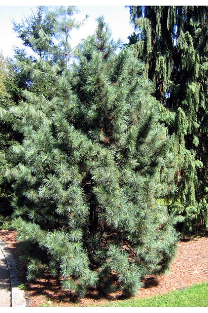 Сосна кедрова корейська з густою хвоєю