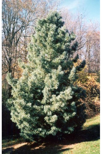 Кедрова сосна для парків і садів