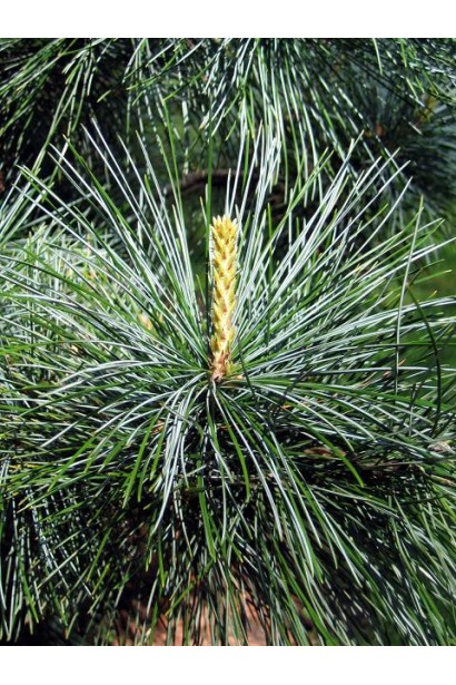 Сосна кедрова корейська хвоя