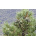 Сосна кедрова корейська | Сосна кедровая корейская | Pinus koraiensis