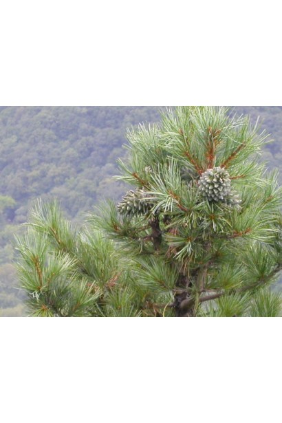 Кедрова сосна із зелено-сріблястою хвоєю