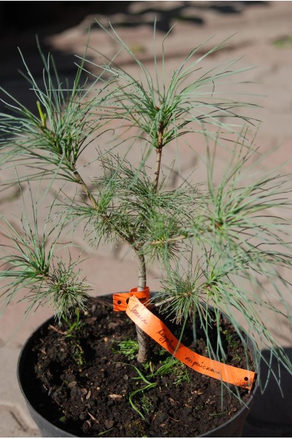 Саджанець сосни кедрової в садовому центрі