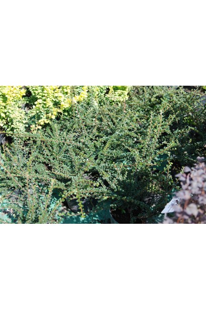 Кизильник горизонтальний в садовому центрі