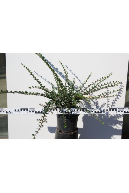 Кизильник горизонтальний діаметр 60-80 см