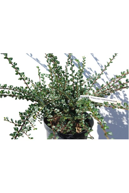 Кизильник горизонтальний темно-зелене листя