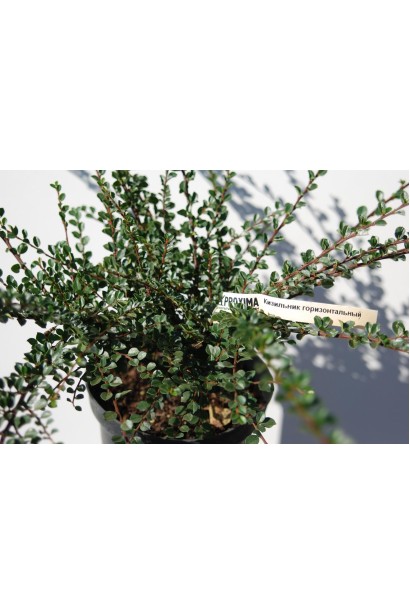 Cotoneaster horizontalis