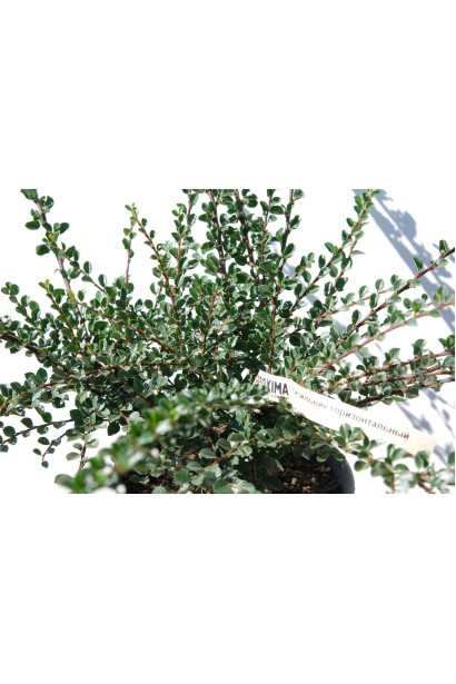 Кизильник сланкий