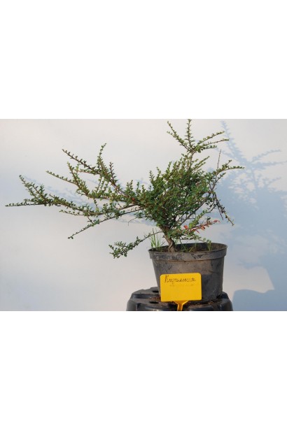 Кизильник горизонтальний в горщику 