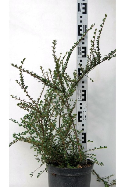 Кизильник горизонтальний висота 40-60 см