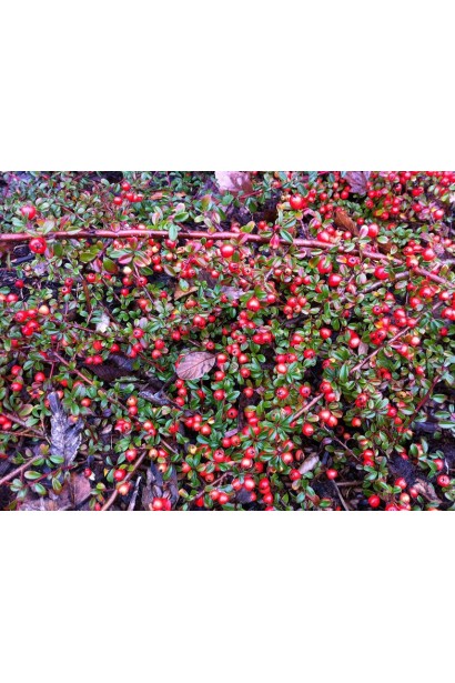 Кизильник horizontalis