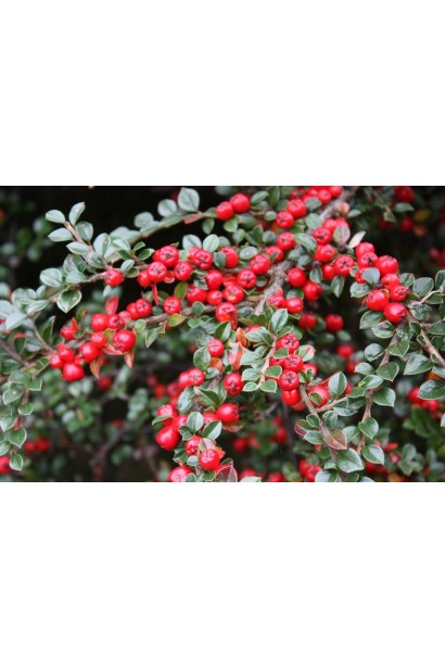 Кизильник горизонтальний червоні ягоди