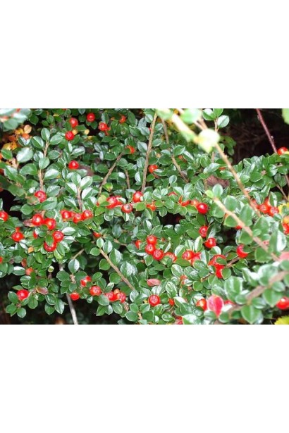 Плоди кизильника горизонтального