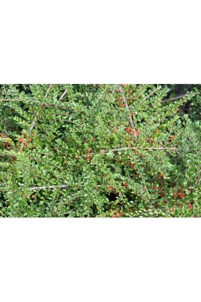 Кизильник горизонтальний