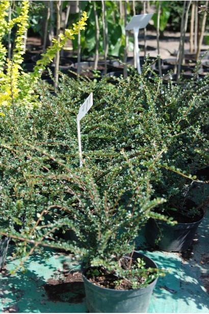 Кизильник горизонтальний контейнер 3 л