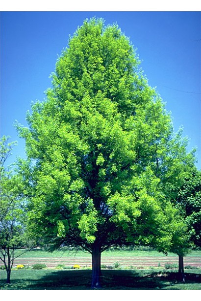 Quercus palustris