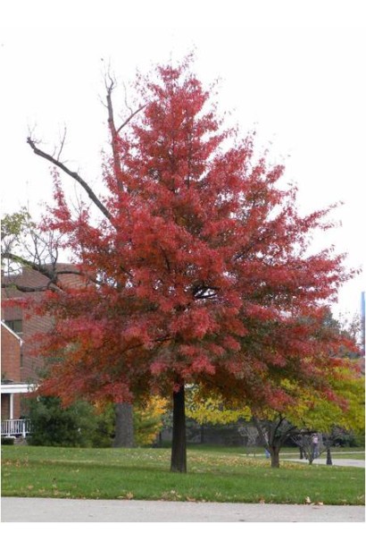 Дуб болотяний дерево з конусовидною кроною