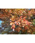 Дуб болотний | Quercus palustris | Дуб болотный