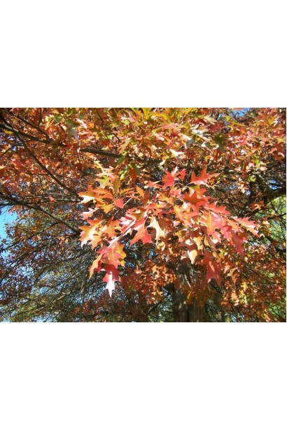 Дуб болотний багряно-червоне листя восени