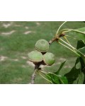 Дуб болотний | Quercus palustris | Дуб болотный