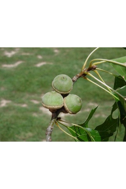 Дуб болотяний плоди