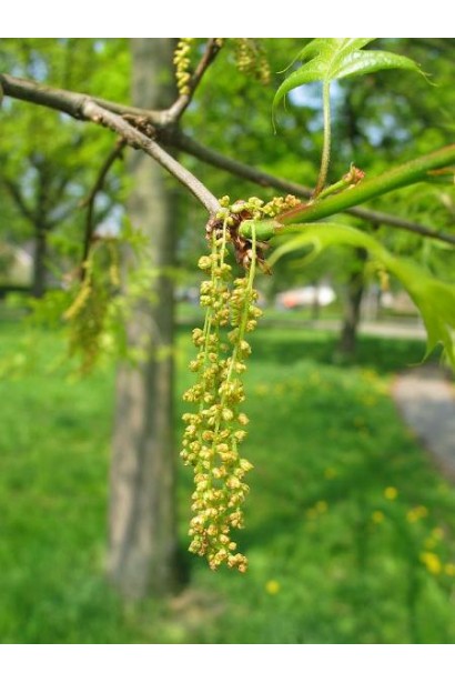 Дуб болотяний цвітіння