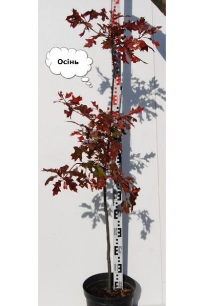 Дуб болотяний контейнер 