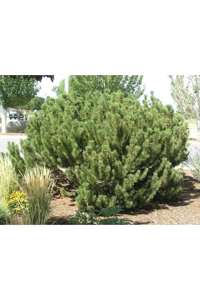 Сосна гірська – невисока декоративна сосна для створення акцентів.