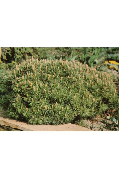 Сосна гірська – компактна хвойна рослина для рокаріїв і бордюрів.