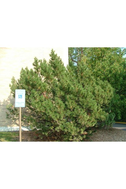 Pinus mugo – компактна сосна гірського походження.