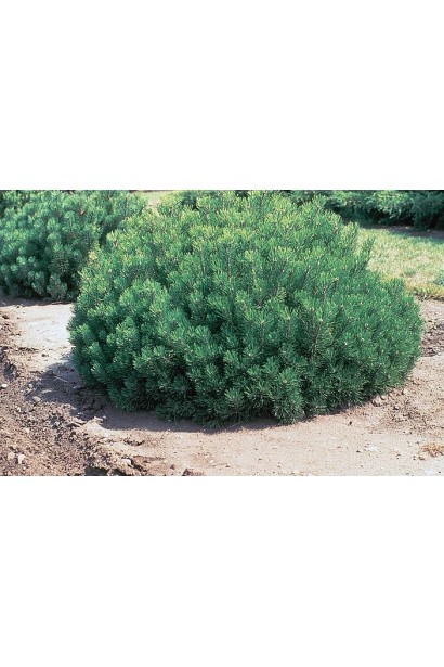 Сосна гірська – низькоросла хвойна рослина для альпійських садів.