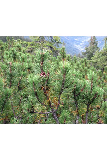 Сосна гірська – низькоросла хвойна рослина