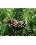 Сосна гірська | Сосна горная | Pinus mugo