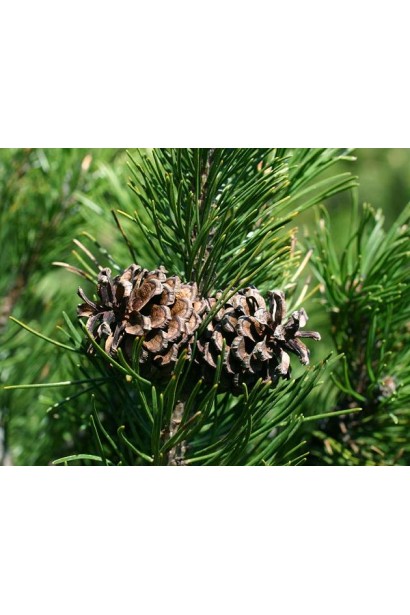 Pinus mugo – декоративна сосна з густою, яскравою хвоєю.