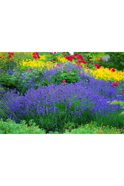 Lavandula angustifolia Munstead