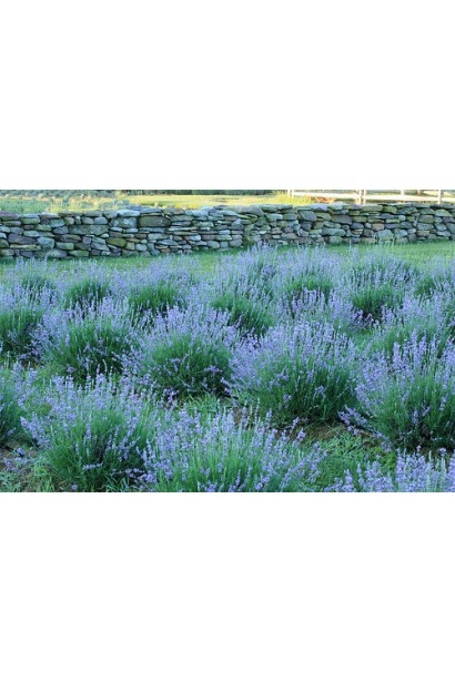 Лаванда вузьколиста Манстед