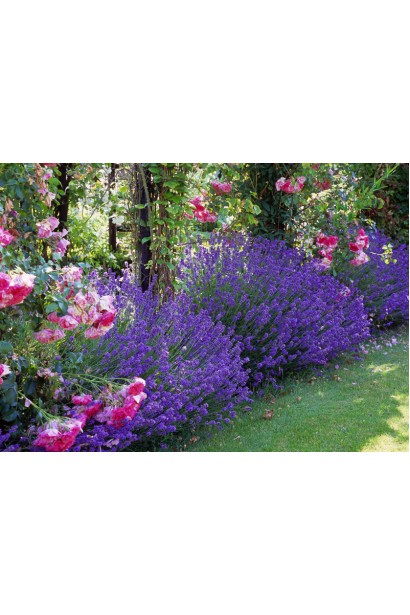 Лаванда фіолетова Мюнстед 