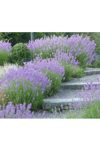 Лаванда лікарська Манстед компактні квітучі кущі в ландшафті