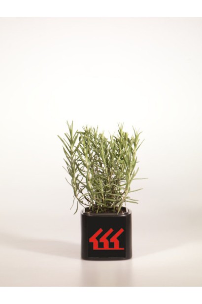 Лаванда вузьколиста Манстед контейнер Р9