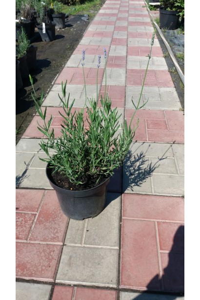 Лаванда колосиста Манстед в горщику 3 л