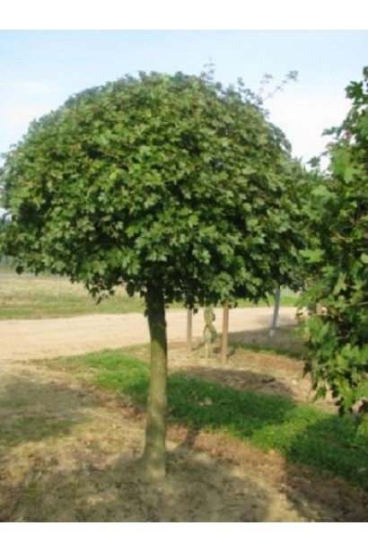 Клен польовий Нанум