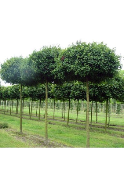 Acer campestre Nanum