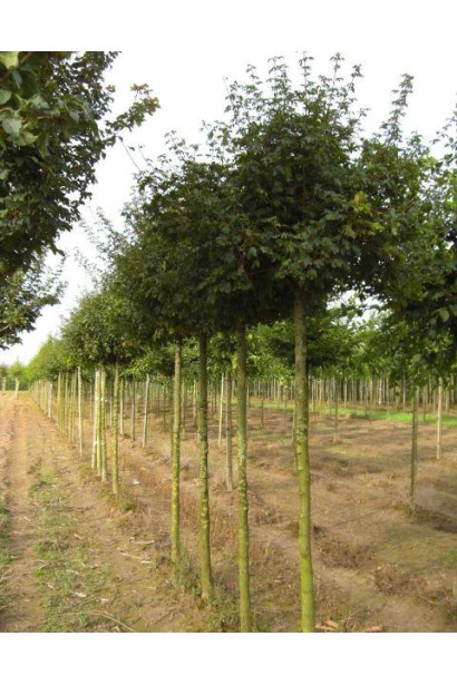 Клен польовий Нанум штамбова форма