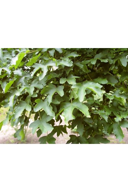 Клен польовий Нанум дрібне темно-зелене листя