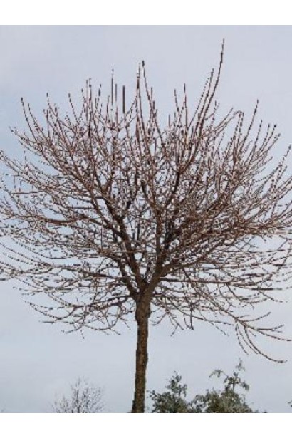 Клен польовий Нанум куляста щільна крона без листя