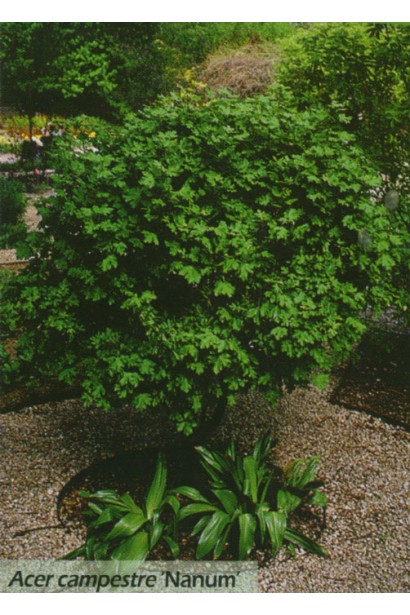 Клен польовий Нанум невелике листяне дерево